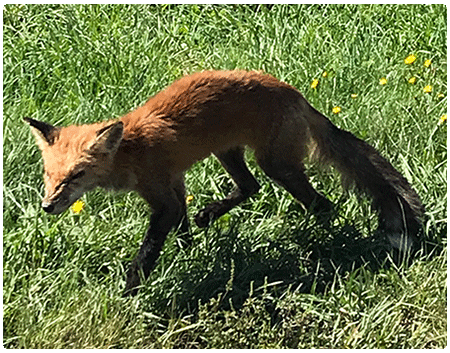 Mange Vermont Fish Wildlife Department